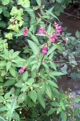 Impatiens glandulifera
