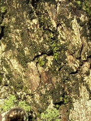 Syntrichia laevipila