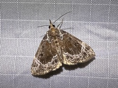 Hypena