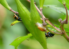 Labidomera clivicollis
