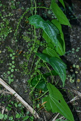 Dioscorea collettii