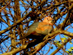 Streptopelia senegalensis senegalensis