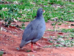 Pternistis adspersus