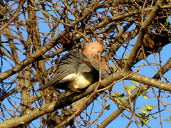 Streptopelia senegalensis senegalensis