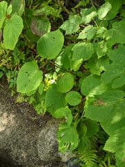 Viburnum lantanoides