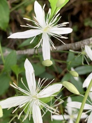 Clematis terniflora