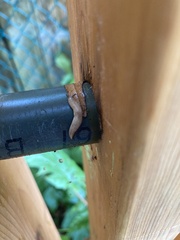 Deroceras reticulatum