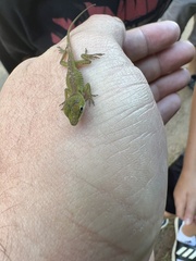 Anolis carolinensis