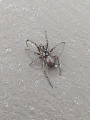 Steatoda borealis