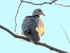 Streptopelia capicola damarensis
