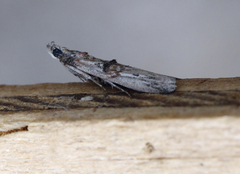 Nephopterix angustella