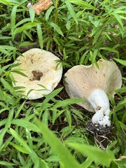 Lactifluus
