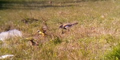 Vanellus chilensis