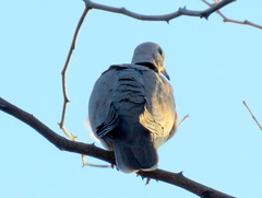 Streptopelia capicola damarensis