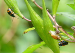Labidomera clivicollis