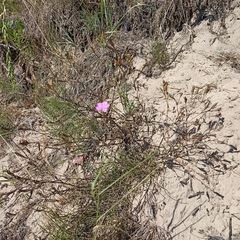 Dianthus pratensis