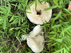 Lactifluus
