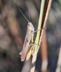 Chorthippus dorsatus