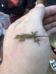 Anolis carolinensis