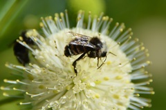 Bombus