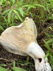 Lactifluus