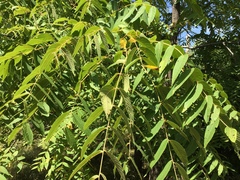 Juglans