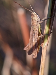 Chorthippus dorsatus