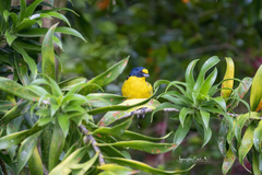 Euphonia hirundinacea