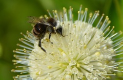 Bombus