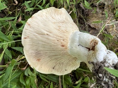 Lactifluus