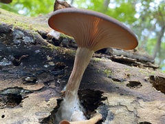 Arrhenia epichysium
