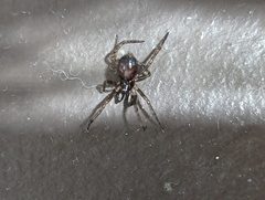 Steatoda borealis