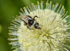 Bombus