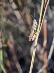 Chorthippus dorsatus