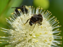 Bombus