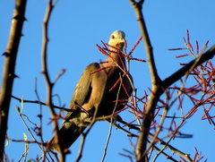 Streptopelia semitorquata