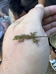 Anolis carolinensis