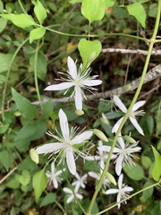 Clematis terniflora