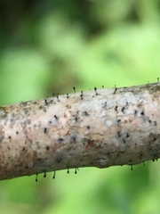 Phaeocalicium populneum