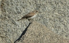 Salpinctes obsoletus