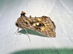 Chrysodeixis