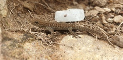 Lygodactylus methueni