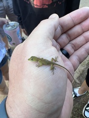 Anolis carolinensis