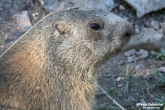Marmota marmota