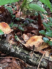 Gymnopus brassicolens