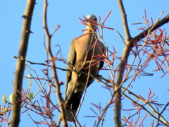 Streptopelia semitorquata