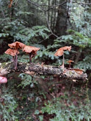 Gymnopus brassicolens