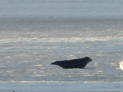 Phoca vitulina vitulina