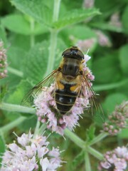 Eristalis pertinax