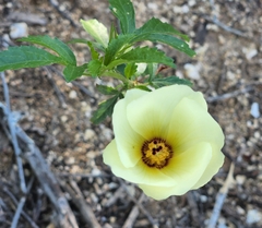 Hibiscus coulteri